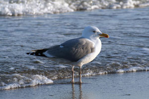 Gull at the Baltic Sea beach (Photo: pixelio.de) Gull at the Baltic Sea beach (Photo: pixelio.de)