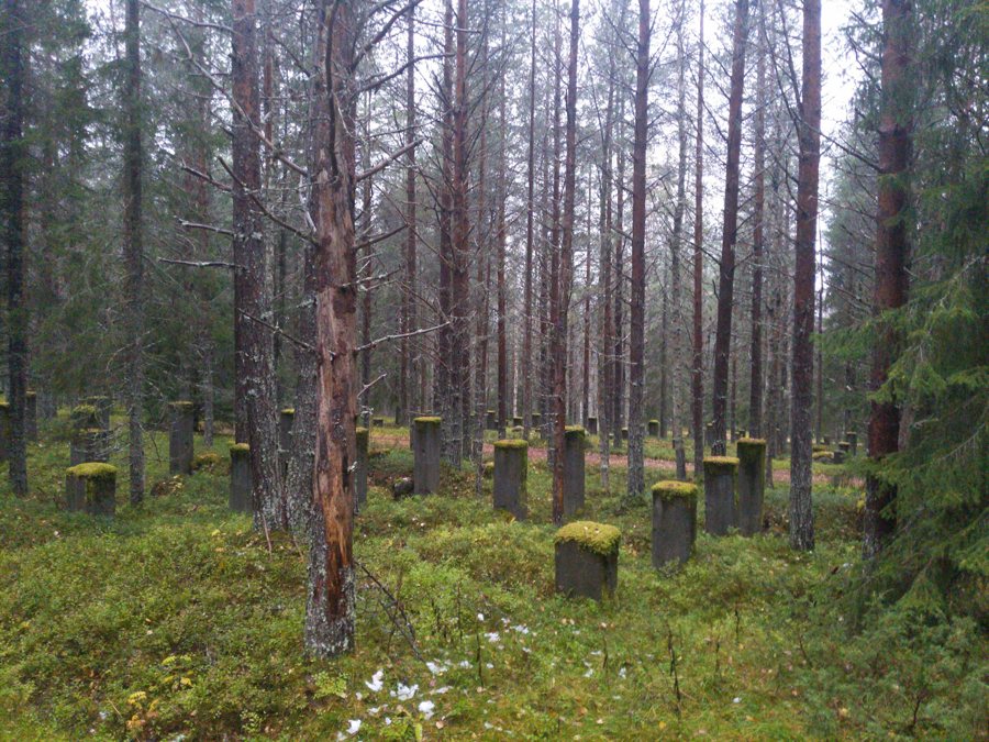 File:Laver Älvsbyn 20241009.jpg