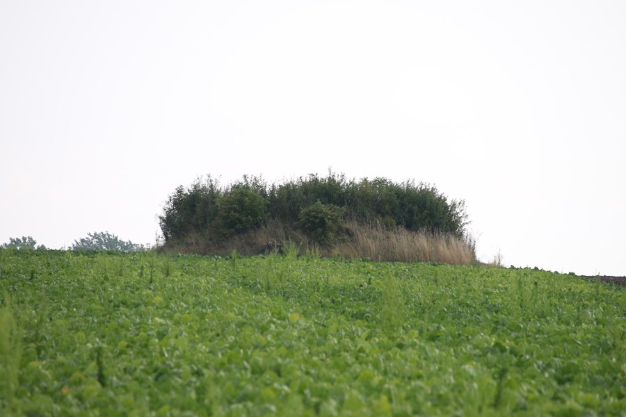 File:Stavshög, Skivarp, Skurups kommun.jpg