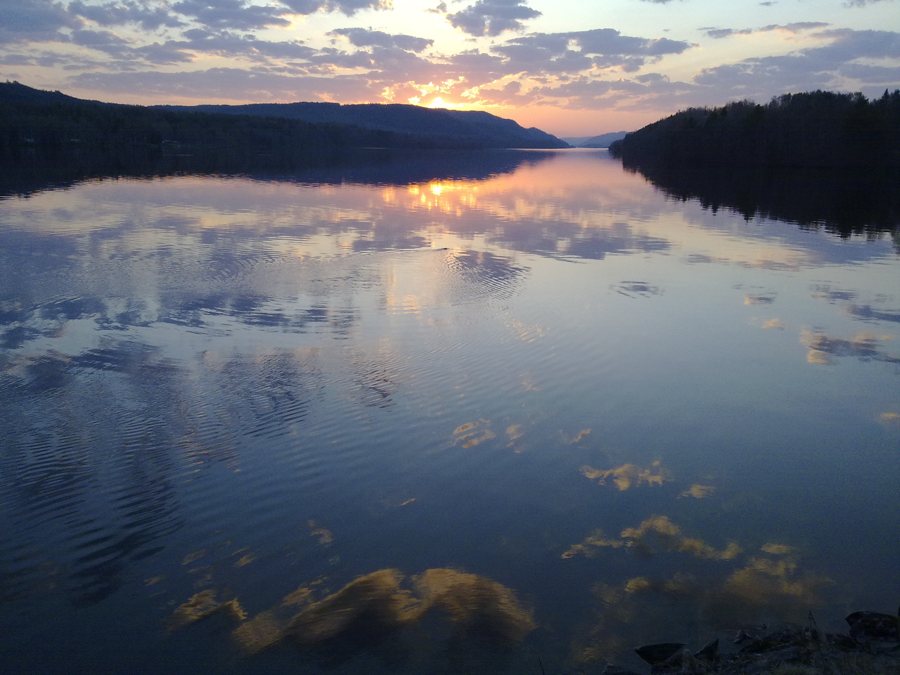 File:Bäver i Indalsälven vid Indal.jpg