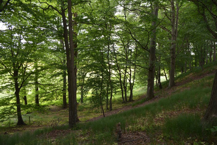 File:Munkarp-jär-naturreservat-Höör-Kommun-2.jpg