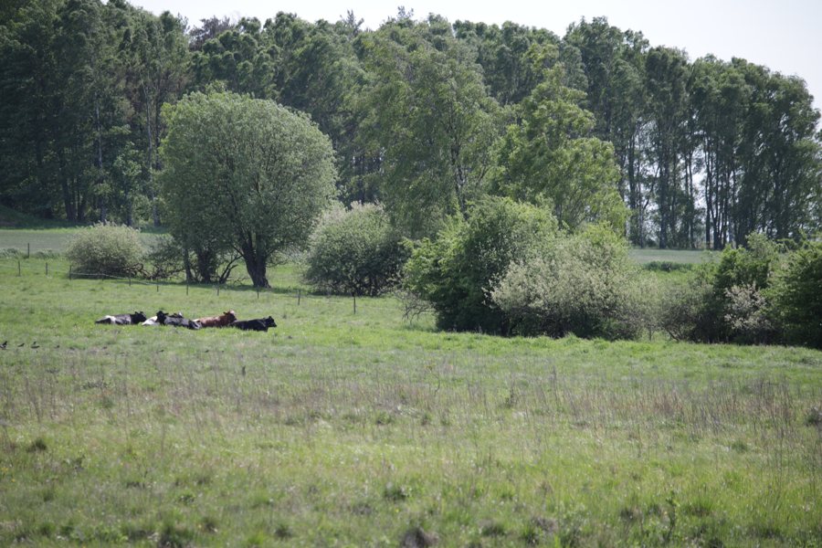 File:Kävlinge kommun - Allarps mosse naturreservat - 2026-05-31 13-01-27 002.jpeg