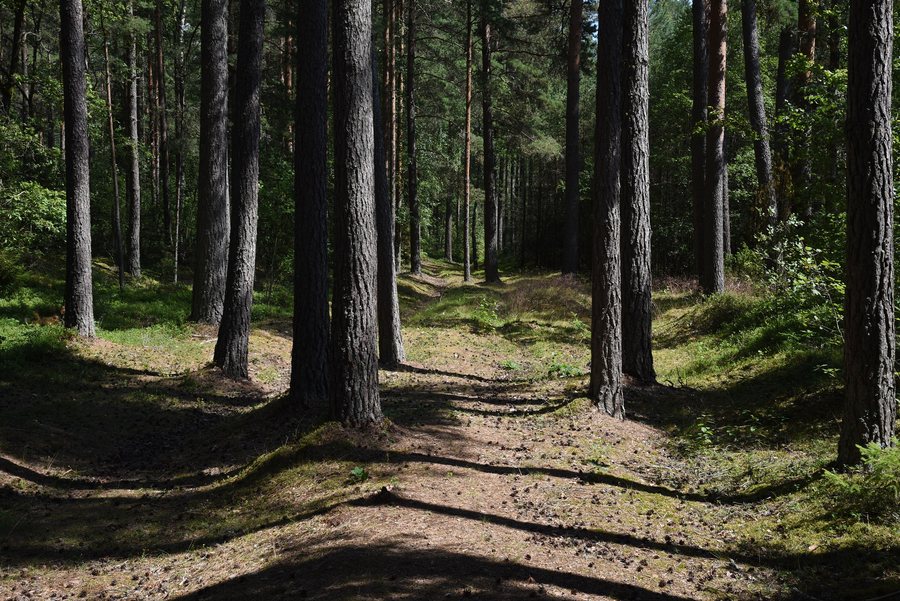 File:Hålvägarna i Furet i Essunga 01.jpg