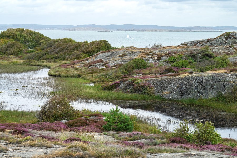 File:Öckerö kommun - Rörö naturreservat - 2026-05-05 06-30-38 001.jpg