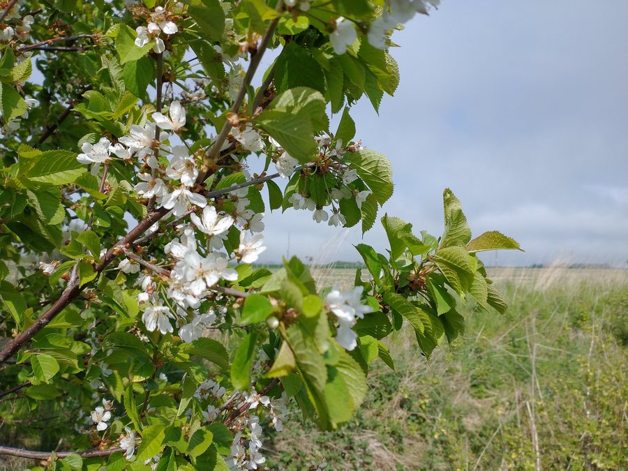 File:Flora, Osieki, koszalińskie (2).jpg
