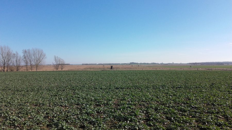 File:Feld bei Leist I Neuenkirchen 20190224.jpg