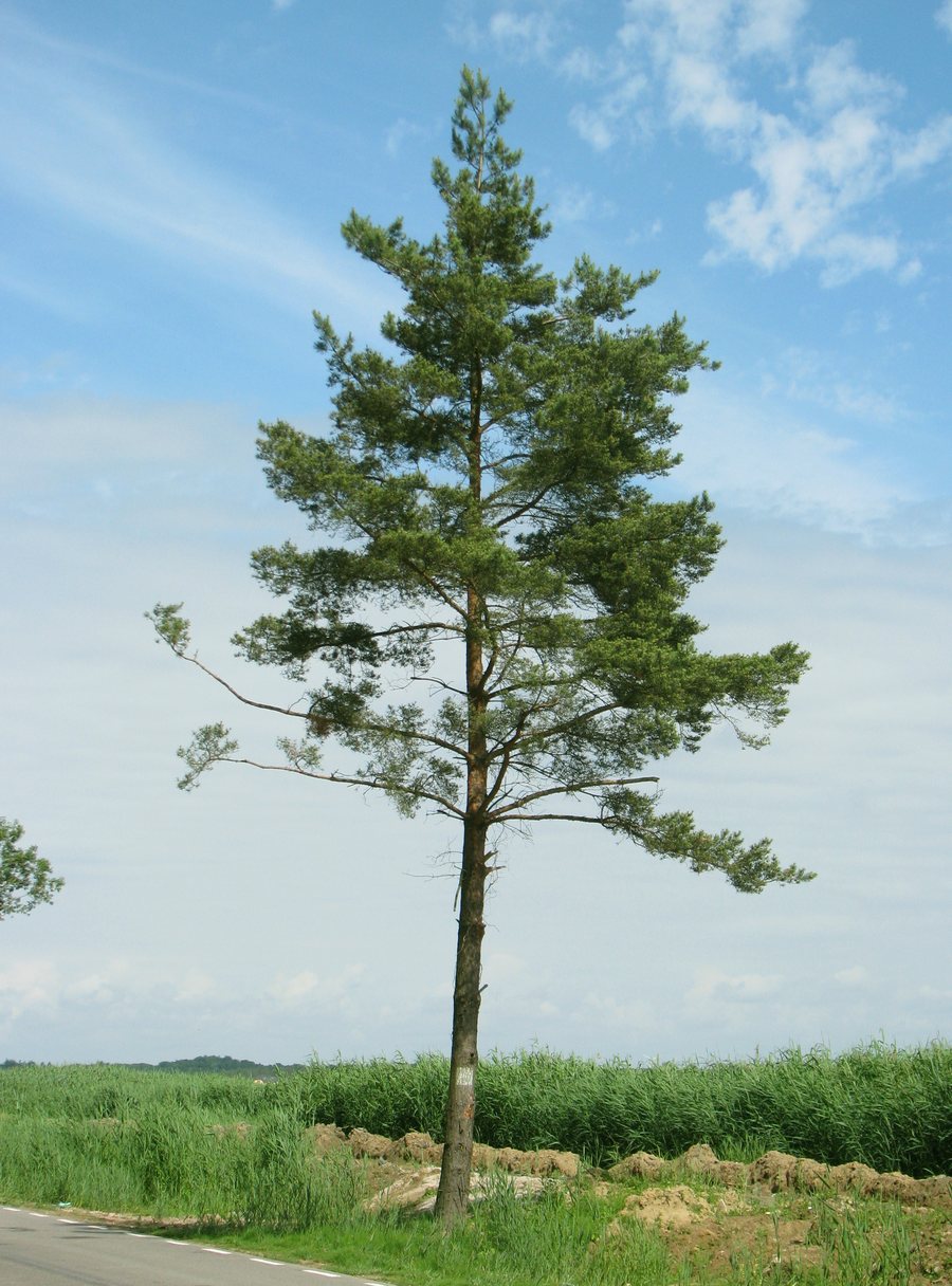 File:Pinus sylvestris Łazy 2013-07 03.jpg