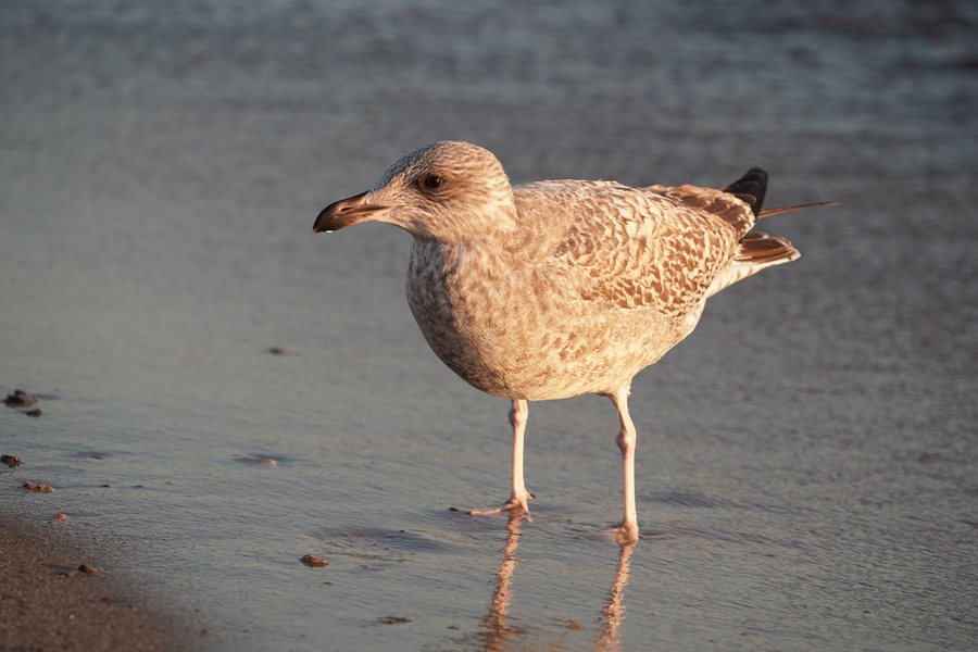 File:European herring gull at the beach at 