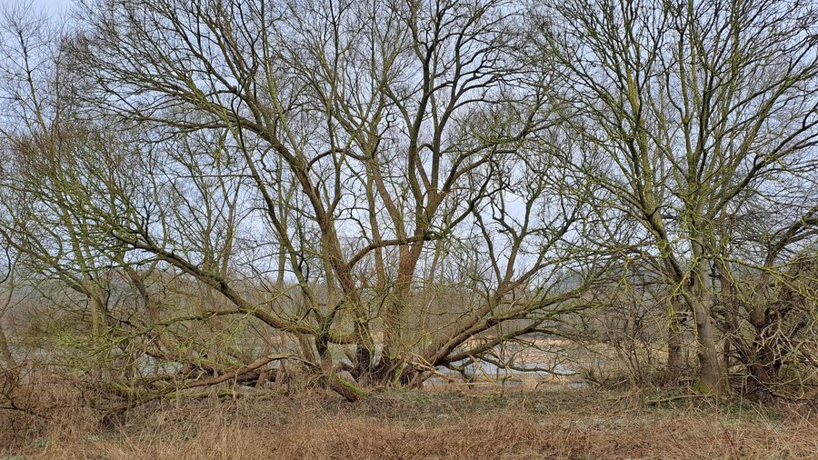 File:Moorweiher bei Rastorf (3 von 6).jpg