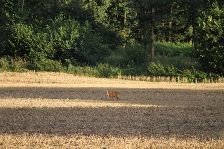 File:Noer in Duitsland - panoramio.jpg