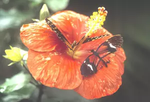 Bornholm Butterfly Park in Nexø (Photo: Destination Bornholm)