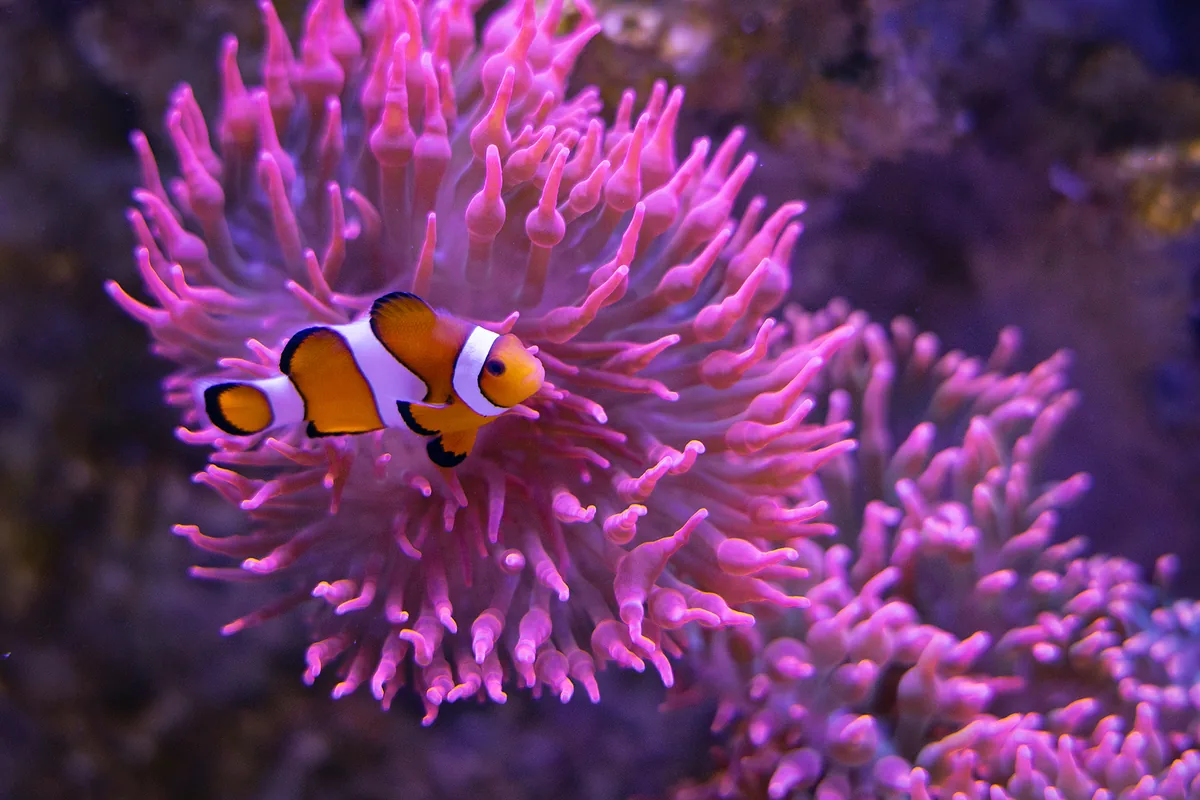 Clown anemonefish in front of a purple sea anemone at the MEERESMUSEUM in Stralsund