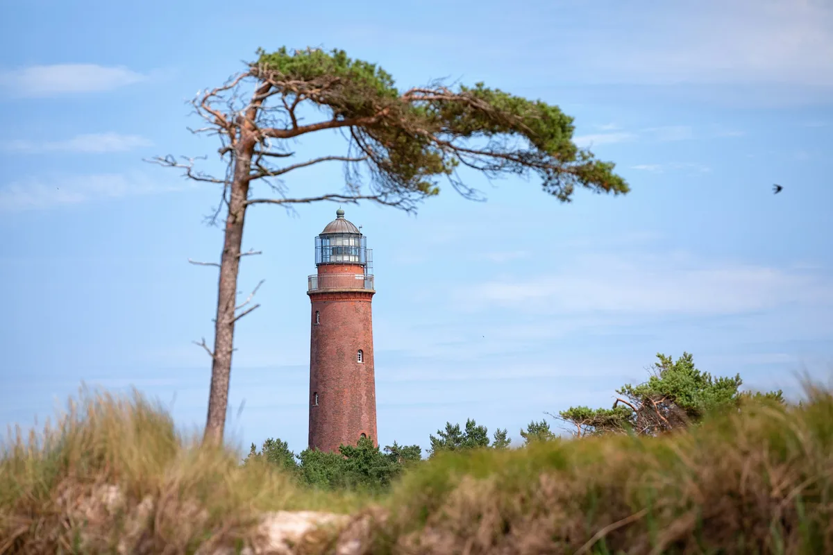 Lighthouse at Darßer Ort behind a wind-shaped pine tree near the NATUREUM
