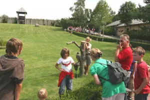 Peregrine falcon Lanny from Marlow Bird Park