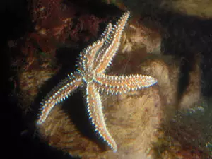 Starfish (Photo: Paul-Peter Reinmuth)