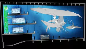 'Giants of the Seas' at the OZEANEUM (graphic: Atelier Lohrer)