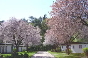 Holiday Bungalows at Forsthaus Damerow (Photo: Forsthaus Damerow)