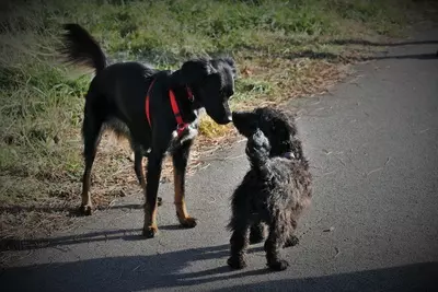 Holidays with a Dog